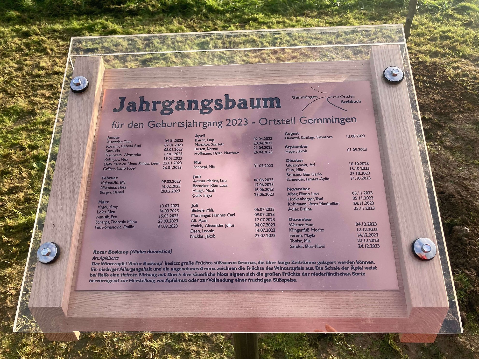 Pflanzen des Jahrgangsbaumes 2023 in Gemmingen