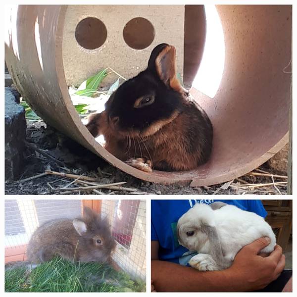 Bildcollage von Kaninchen
